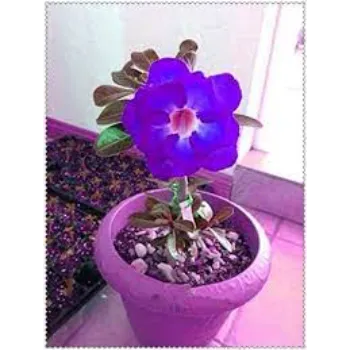 Purple Adenium Plant